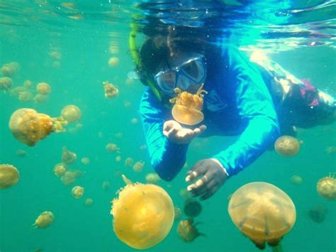 jellyfish sanctuary philippines.